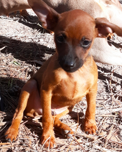 comprar cachorros sanos, baratos y asequibles para la venta